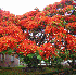 Ces arbres aux couleurs éblou