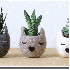 Des vases originaux .