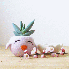 Des vases originaux .