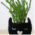 Des vases originaux .