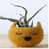 Des vases originaux .
