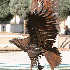 Sublimes sculptures d’animau