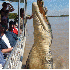 Des animaux gigantesques.