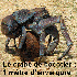 Des animaux gigantesques.