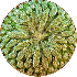 Ces plantes aux formes géomé