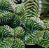 Ces plantes aux formes géomé