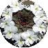 Ces plantes aux formes géomé