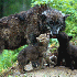 Bébés animaux craquants .