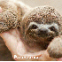 Bébés animaux craquants .