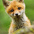 Bébés animaux craquants .