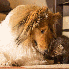 Cette chienne a sauvé un rena