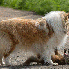 Cette chienne a sauvé un rena