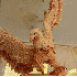 Un sculpteur transforme le boi