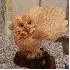 Un sculpteur transforme le boi