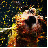 Ces chiens se transforment en 