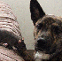 Un petit rat et un chien parta