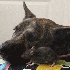 Un petit rat et un chien parta