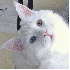 Regarder des vidéos de chats 