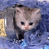 Regarder des vidéos de chats 