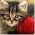 Regarder des vidéos de chats 
