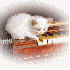 Regarder des vidéos de chats 