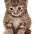 Regarder des vidéos de chats 