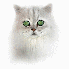 Regarder des vidéos de chats 