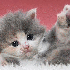 Regarder des vidéos de chats 