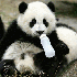 Bébés pandas a la crèche ch