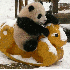 Bébés pandas a la crèche ch