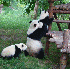 Bébés pandas a la crèche ch