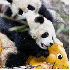 Bébés pandas a la crèche ch