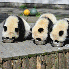 Bébés pandas a la crèche ch