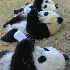 Bébés pandas a la crèche ch