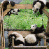 Bébés pandas a la crèche ch