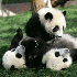 Bébés pandas a la crèche ch