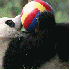 Bébés pandas a la crèche ch