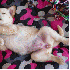 D'adorables chiots s’endorme