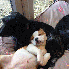 D'adorables chiots s’endorme