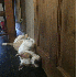 D'adorables chiots s’endorme