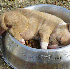 D'adorables chiots s’endorme