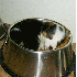 D'adorables chiots s’endorme