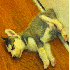 D'adorables chiots s’endorme