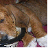D'adorables chiots s’endorme