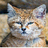 Admirez les chats des sables.