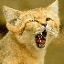 Admirez les chats des sables.