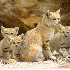 Admirez les chats des sables.