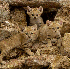 Admirez les chats des sables.