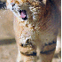 Admirez les chats des sables.