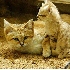Admirez les chats des sables.